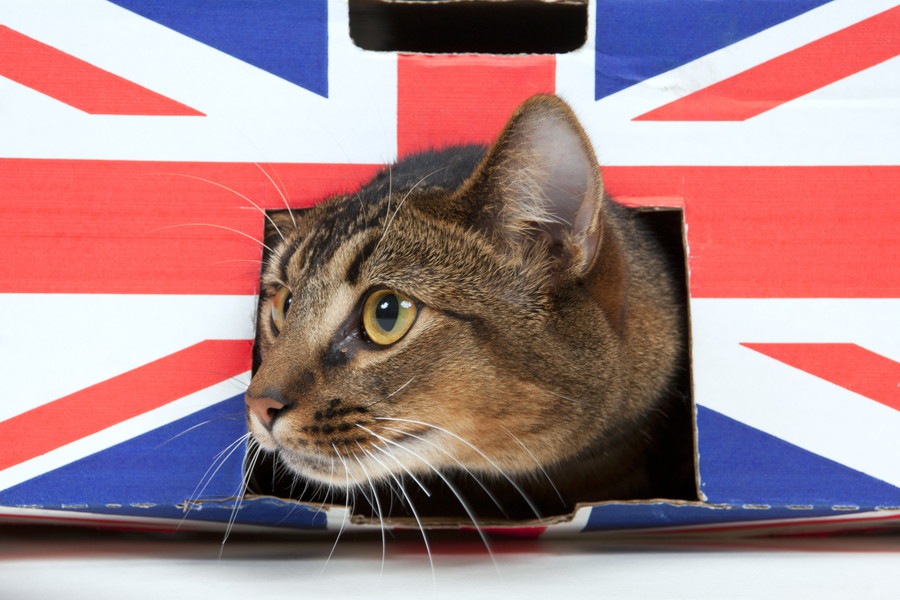 イギリスの猫種８選と暮らし方