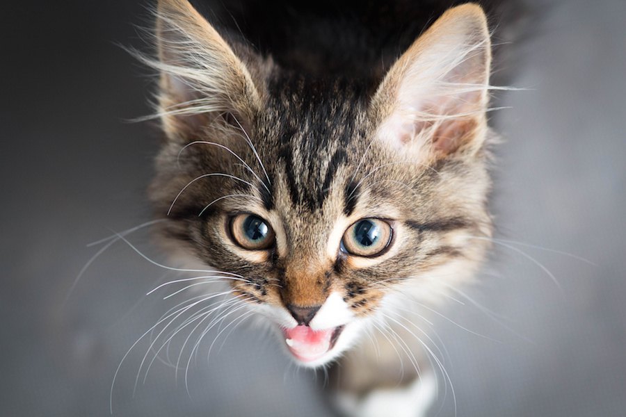 猫がつい鳴き声をあげちゃう８つの瞬間