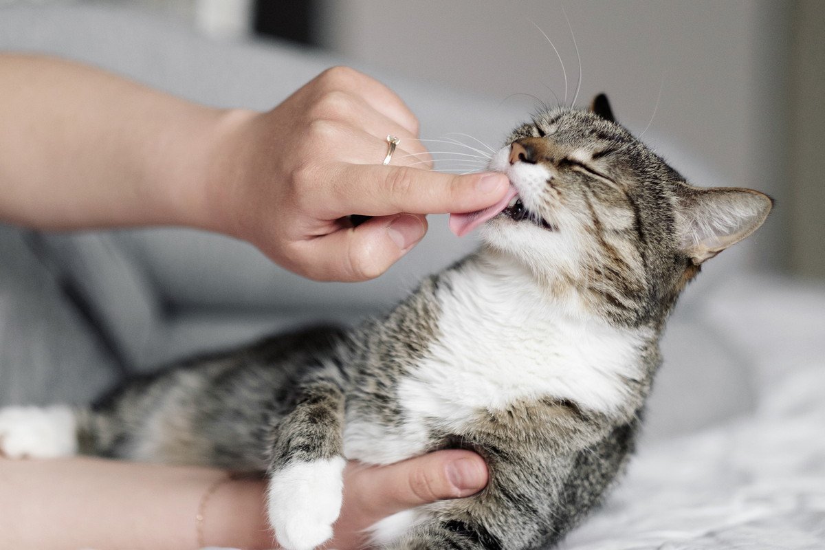 猫が『人の指を舐める』理由4つ　おすすめの応え方を解説！