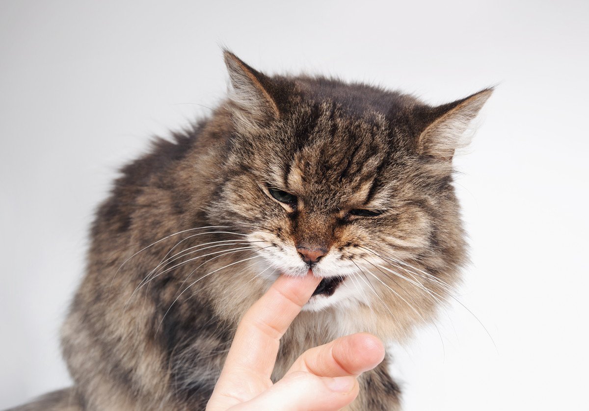 愛猫を通じて感染か？米オレゴン州で、8年ぶりに恐ろしい「ペスト」患者が発生