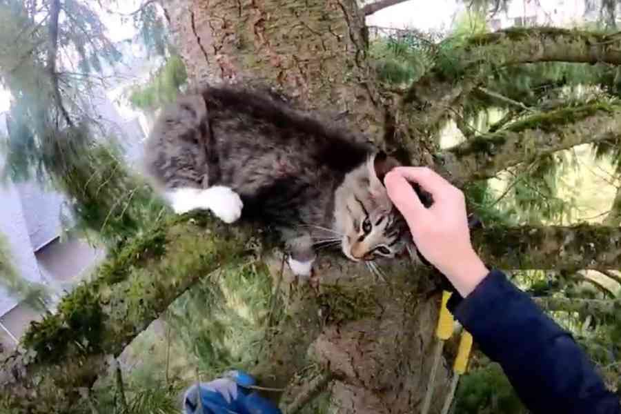 木の上で悲痛な鳴き声を上げる猫……困難な救出作戦の行方は？