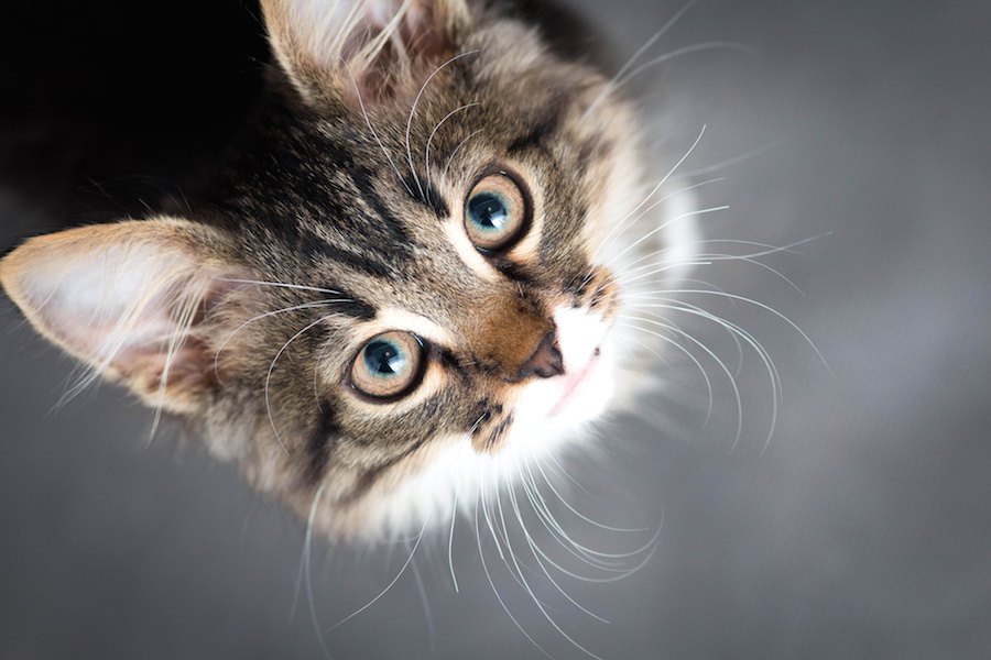 猫が飼い主に熱い視線を送る９つの心理
