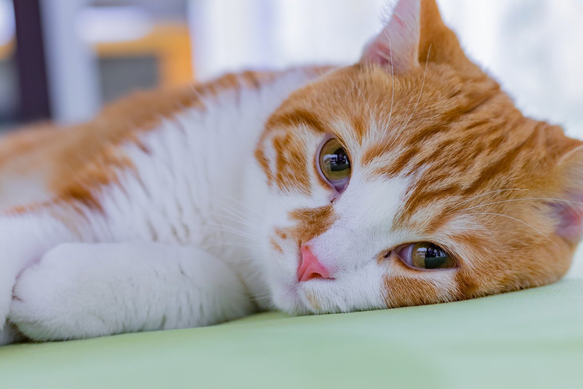 肥満猫は特に要注意！猫の『肝リピドーシス』原因や症状、予防法を徹底解説