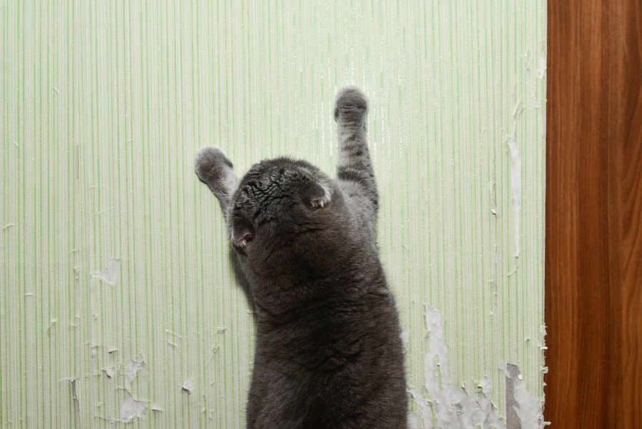 猫の爪とぎを防止する方法は？猫からお家の壁を守ろう！