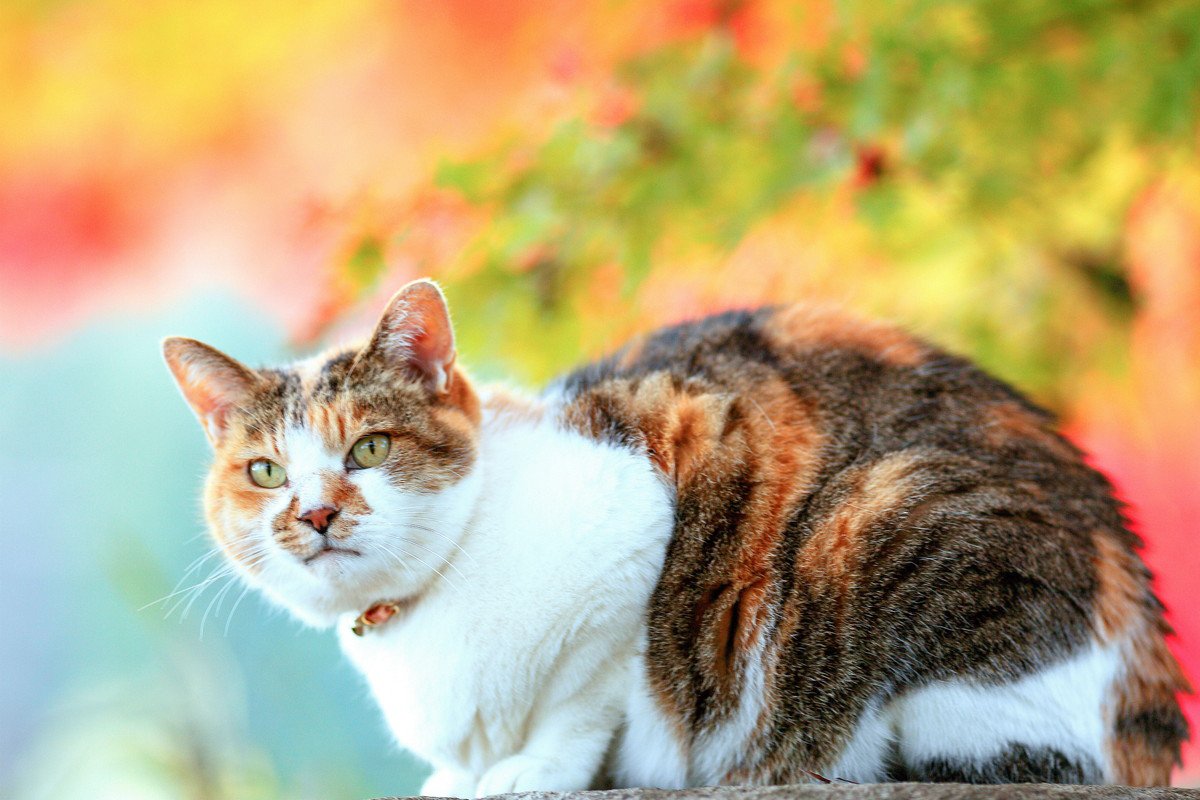 【猫柄】日本猫の代表格『三毛猫』！特徴や性格を徹底解説　実はバリエーション豊富だって知ってた？