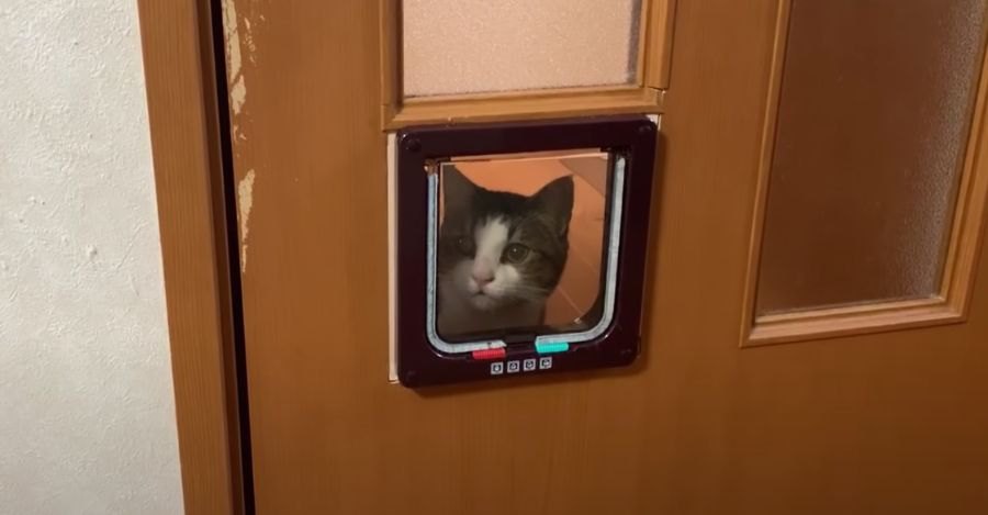 じーっ。キャットドアを開けてほしくて見つめてくる猫ちゃんが可愛い♡