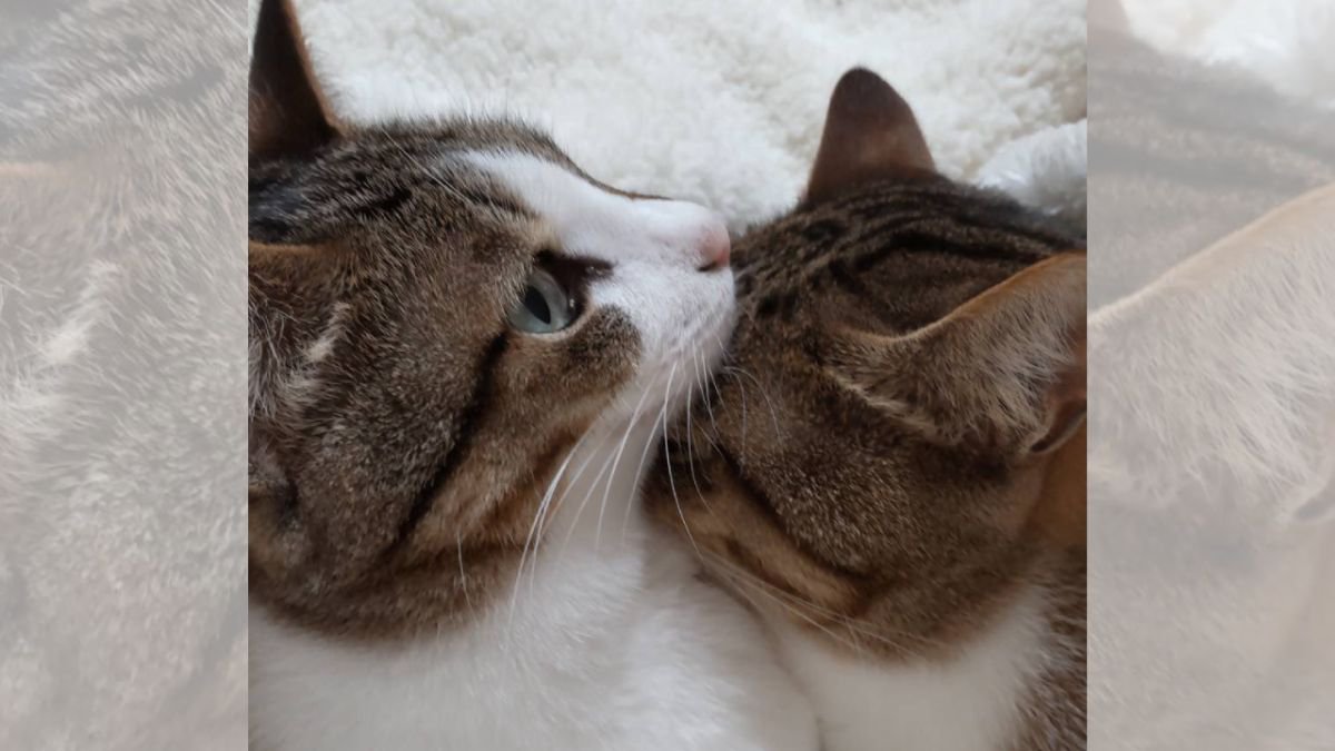 猫の兄妹が見せた『鼻先の温め方』が話題に　仲睦まじい様子に「これは温かいね」1.5万いいねが集まる
