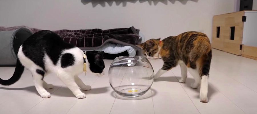金魚鉢に入る猫ちゃんが見たい！小さめだけど無事に入ることはできるのか！？