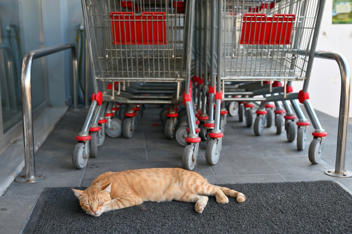地域で人気の「スーパーマーケット猫」が突然「出禁」に　利用客らは猛反発　英国