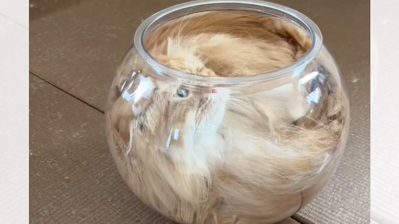 猫が『液体』になる瞬間…金魚鉢にスルっと入る光景に驚きが隠せないと277万再生「ジャストフィット」「可愛すぎ」と大反響