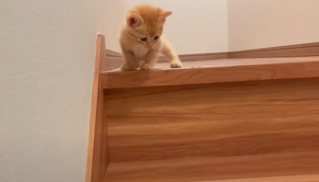 子猫が『初めての階段』に挑戦した結果…マイペースな行動に5万2000人悶絶「困った顔がたまらない」「これは親ばかになる」の声