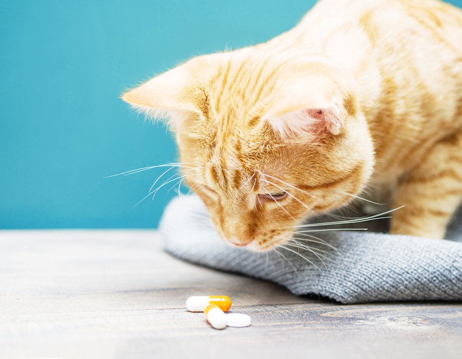 お薬が苦手な猫にできる上手な飲ませ方４選