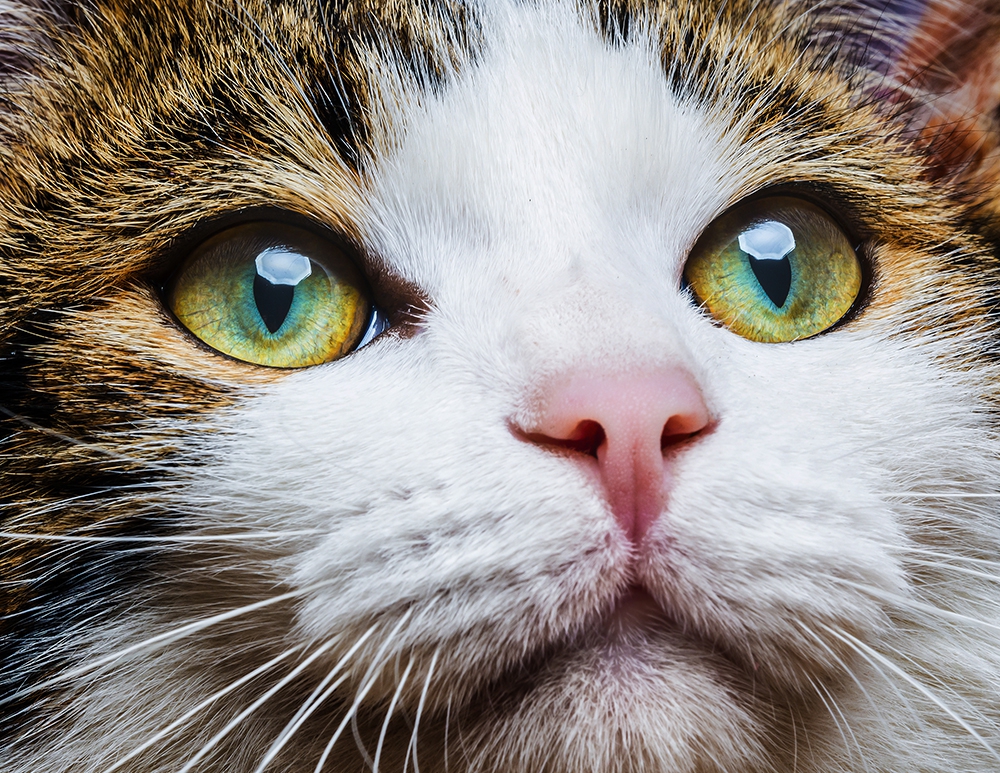 猫の目の病気７つ 原因や予防の方法