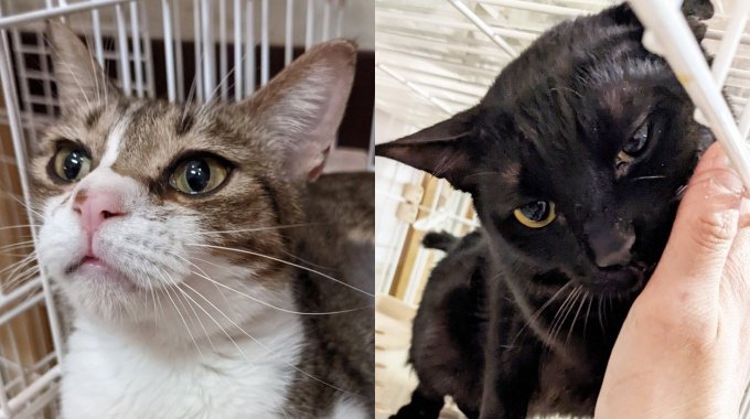 伊豆山土石流災害から保護された猫たち…懸命な治療に応える姿に涙