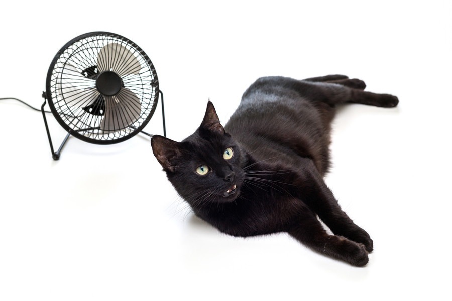 猫がいる家庭で扇風機を使う時の3つの注意点