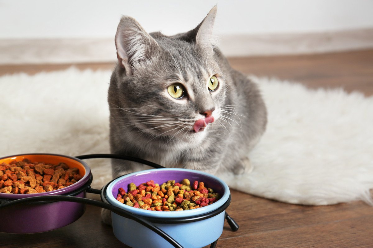 『食いしん坊の猫』に注意すべきこと4つ！適切な対処法や育て方とは？