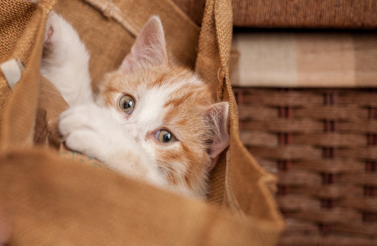 猫に『紙袋』や『ビニール袋』が危険な理由3つ　好むものだからこそ知っておきたい注意点