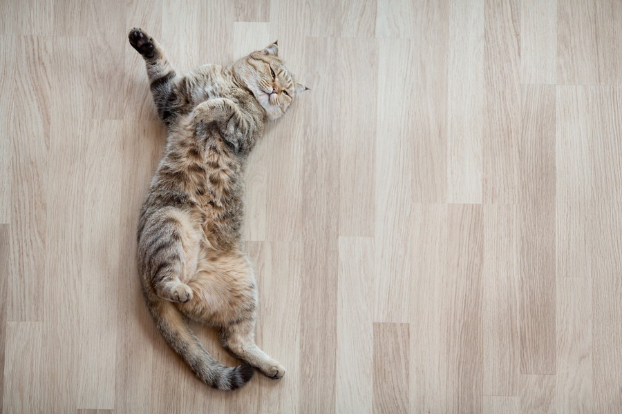 放っておくのは危険かも…猫が床を走るとスライディングする３つの原因