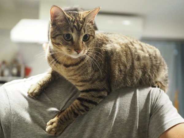 猫が飼い主の身体をよじ登る心理３つ