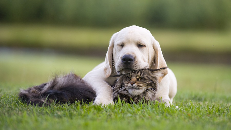 猫と犬どっちが賢いの？気になる猫の知性と記憶力について