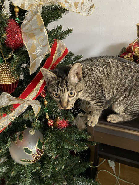 猫と過ごすクリスマスで気を付けたいこと５つ