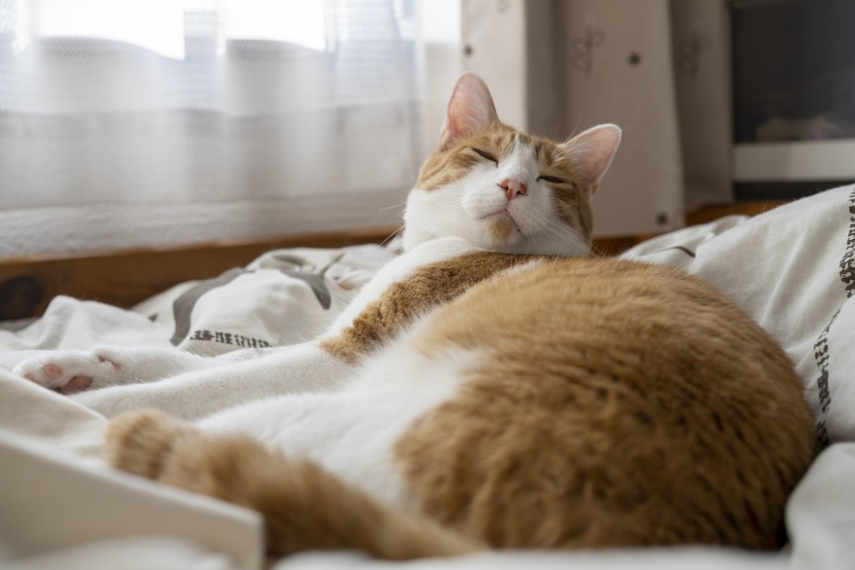猫が布団でおしっこをしてしまう理由３つ！やめさせるためにやるべき対処法とは？