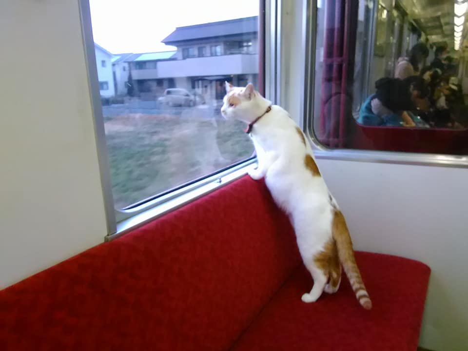 猫の殺処分ゼロを目指して　世界初の「ねこカフェ列車」運行！
