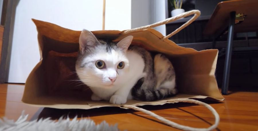 ３つの紙袋！果たして猫ちゃんはどの袋に入る？と思いきや…