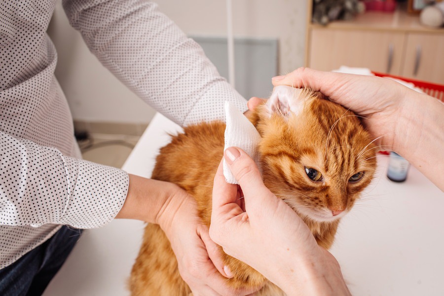 頭を振り続ける愛猫…原因は耳にあった