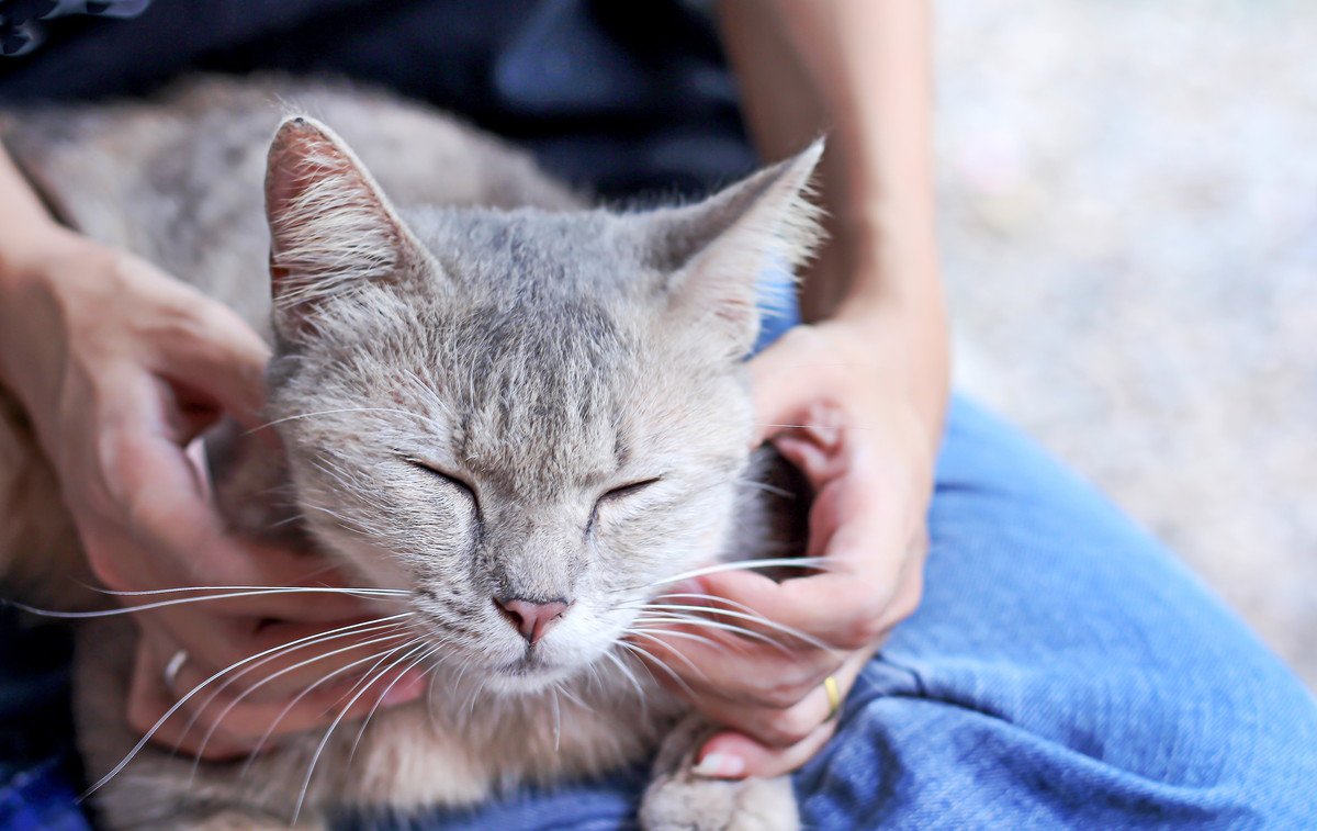 【動物介護士解説】シニアや介護期の愛猫にしてあげたいマッサージ方法