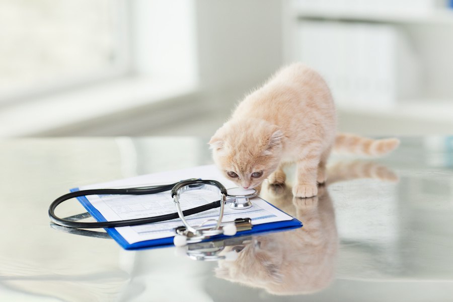 寄生虫が子猫にいる時の５つの症状、駆除の方法