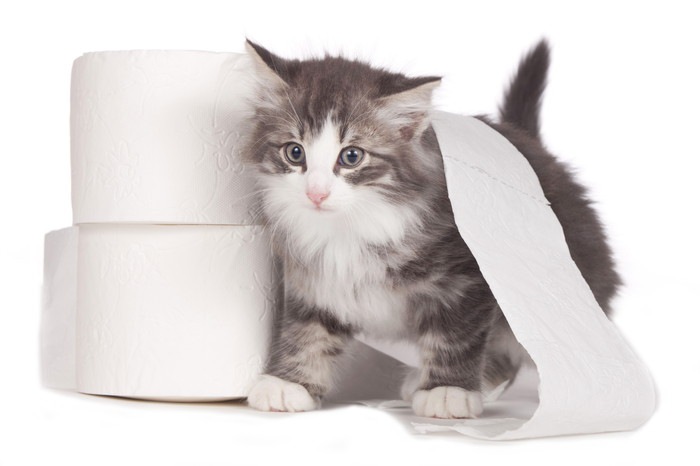 トイレじゃない所で粗相をする愛猫…我が家で試した改善策