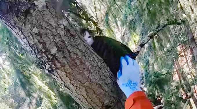 木の上で助けを求める猫…危険な救出活動の結末は？