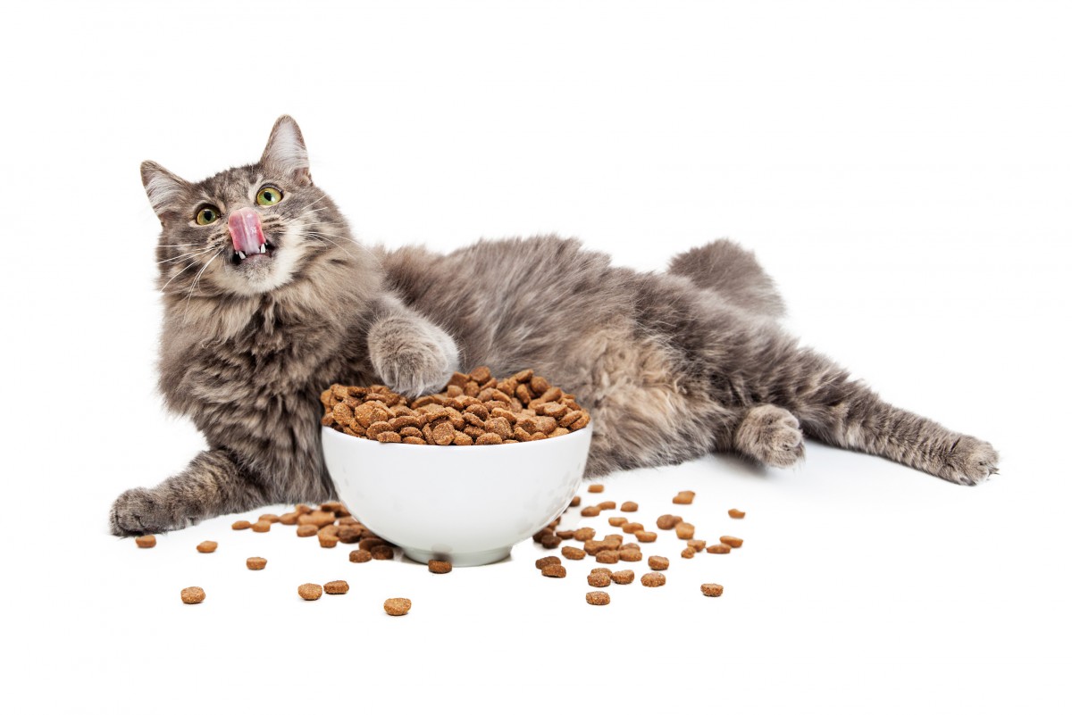 猫に最適な量の餌を与えて肥満になるのを防ぐ