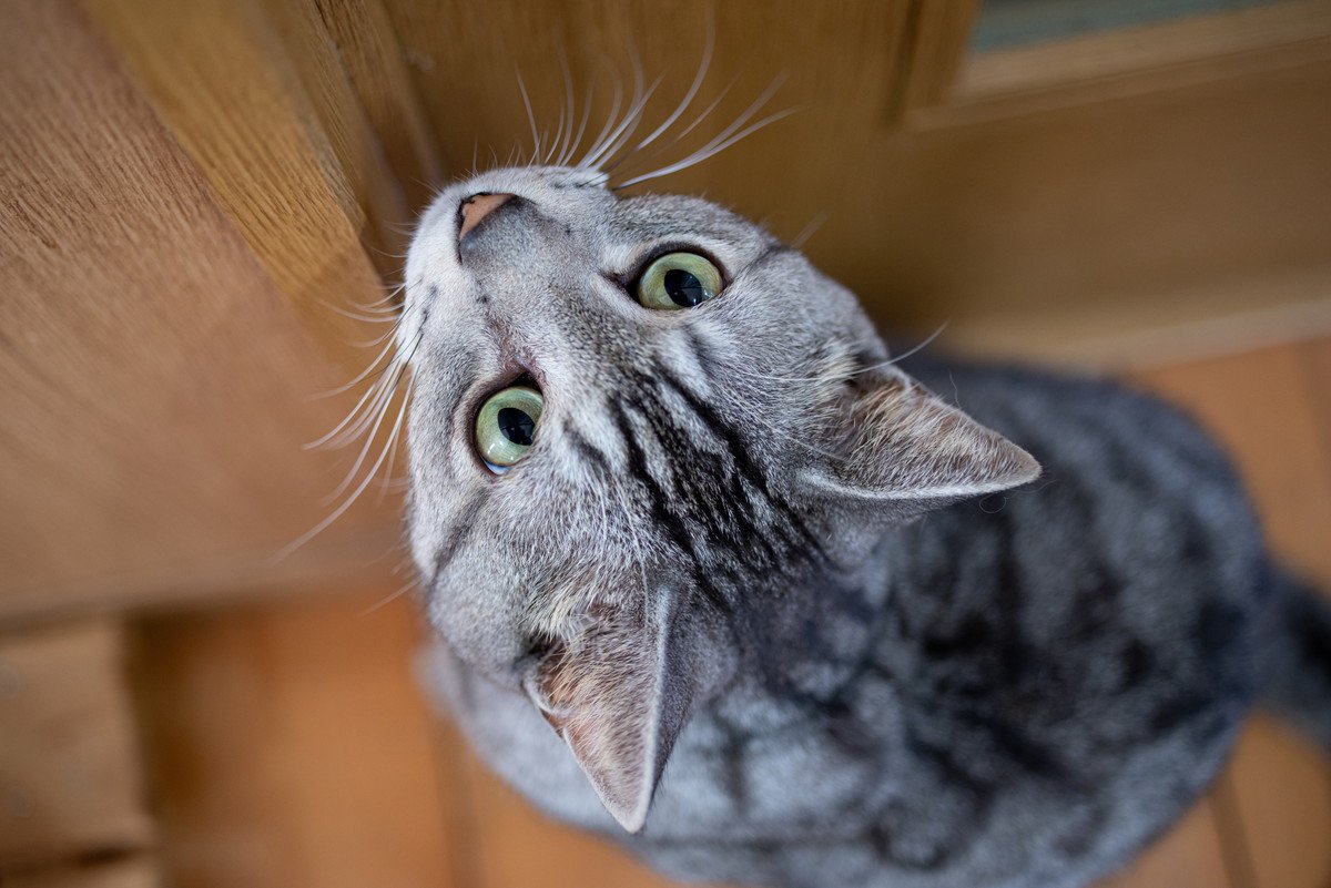 愛猫が飼い主さんを探しているときのサイン3選　ウロウロ、アオーン…不安になっちゃってる？