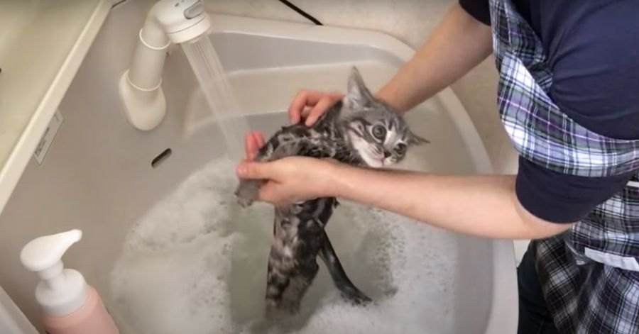 子猫ちゃん、初めてのお風呂に悪戦苦闘！