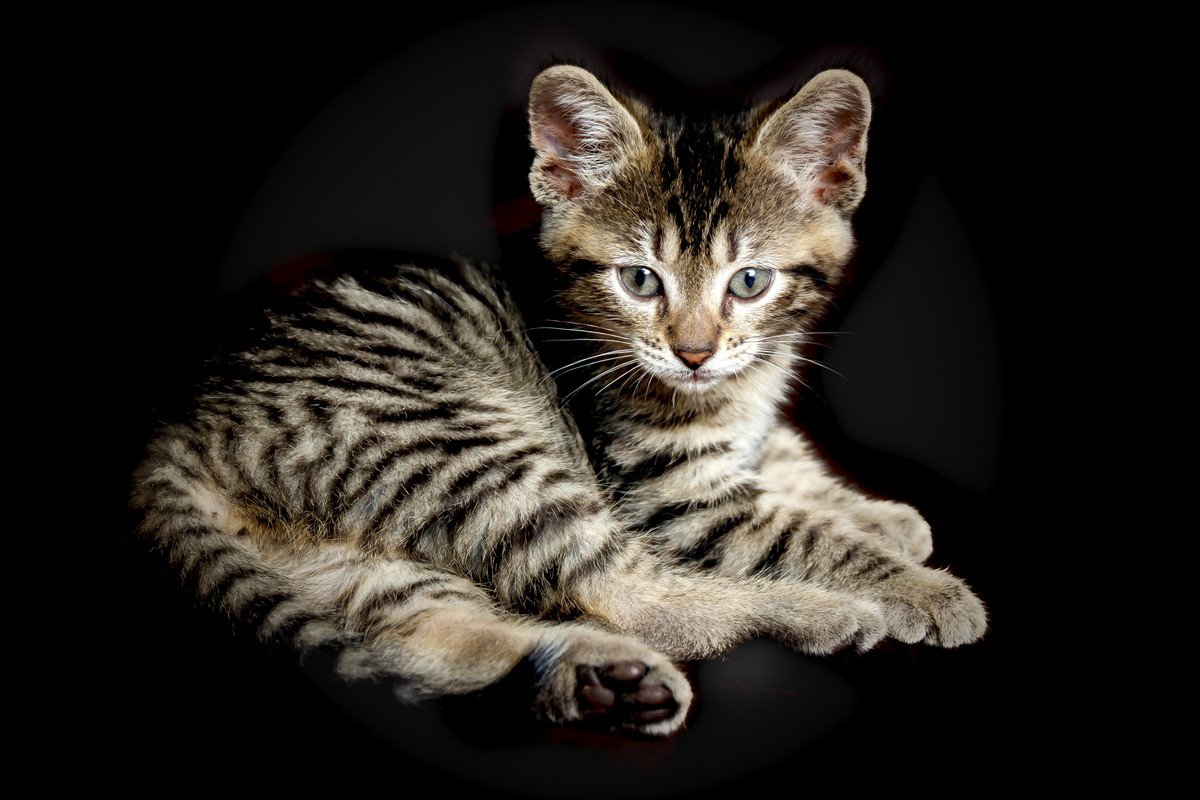 猫の『トイガー』って知ってる？3つの特徴と飼い方まで解説！