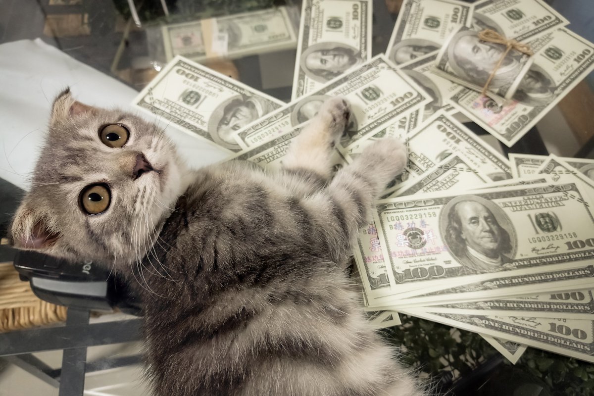 資産額167億円の「世界一の富豪」セレブ猫ちゃんは、400万人のフォロワーをもつ元野良猫！米国
