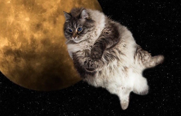 スペースキャットとは～猫と宇宙のコラボレーション～