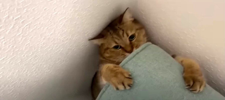 ソファの隙間でモゾモゾ…ぽんぽこお腹が挟まっちゃった猫ちゃん？？
