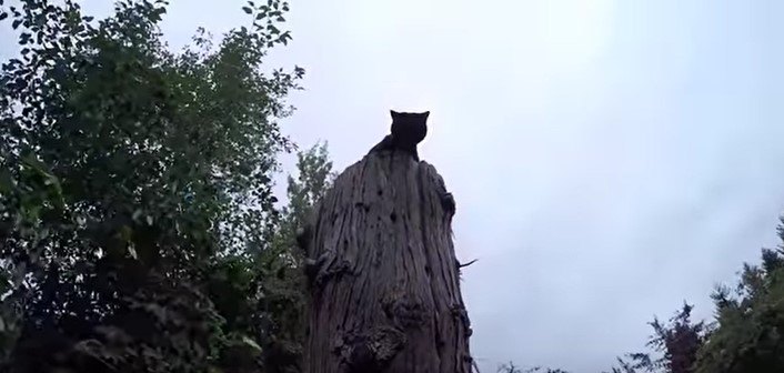 木の頂上から降りられない！声だけで姿の見えない猫をレスキュー