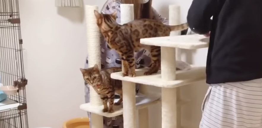 何ができるの？キャットタワー組み立てに興味津々な猫さんたち！
