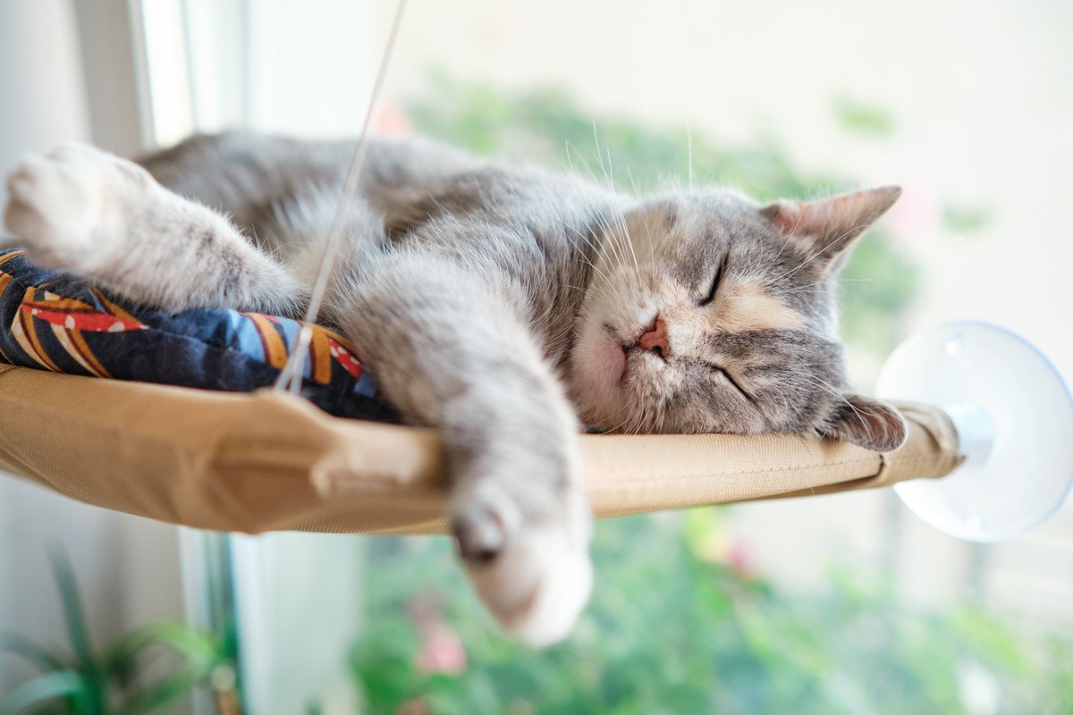 猫を長生きさせる『理想の環境作り』4つの秘訣　あなたの工夫次第で愛猫の寿命が延びる？