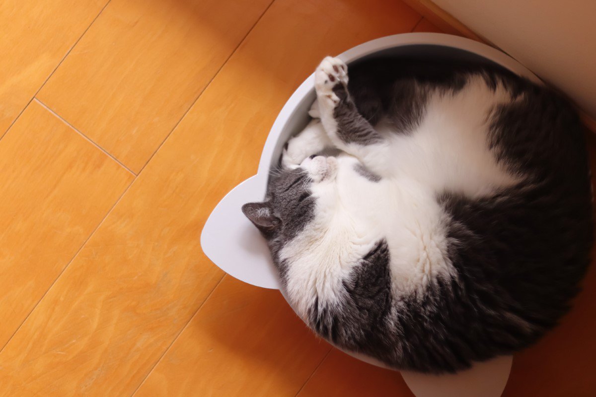 猫のアンモニャイト（ニャンモナイト）とは？丸くなって寝る理由