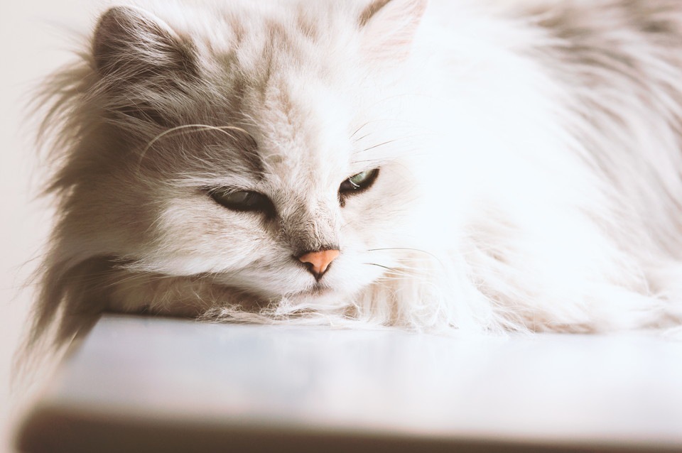 ペルシャ猫がかかりやすい病気とその症状について