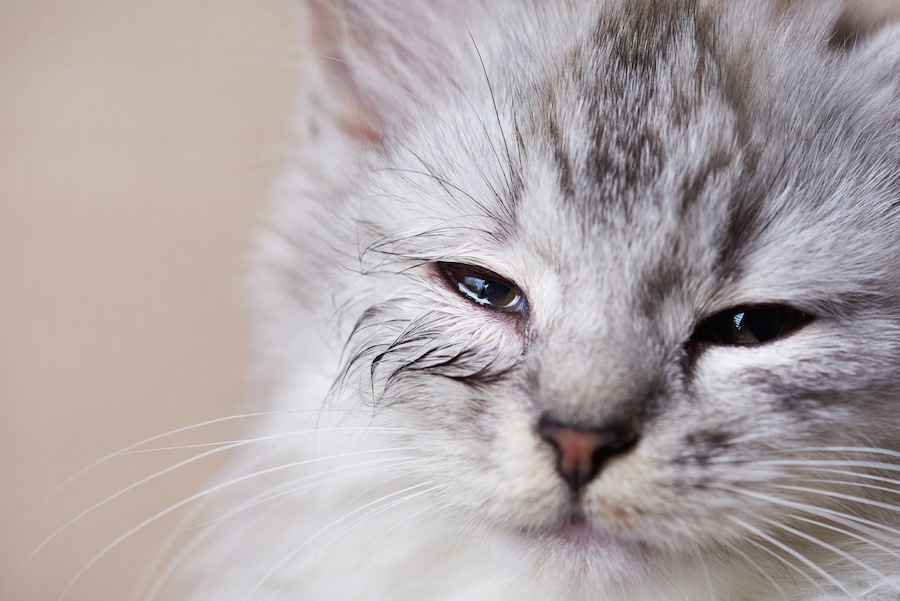 猫の結膜炎は目薬だけで完治する？点眼する期間や種類、さし方まで