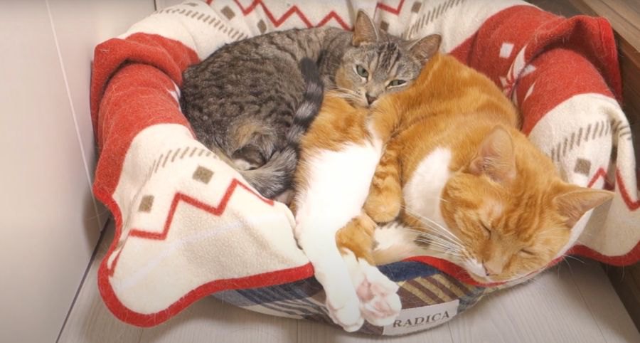 世界でイチバンふわふわな枕を手に入れた猫ちゃん♡