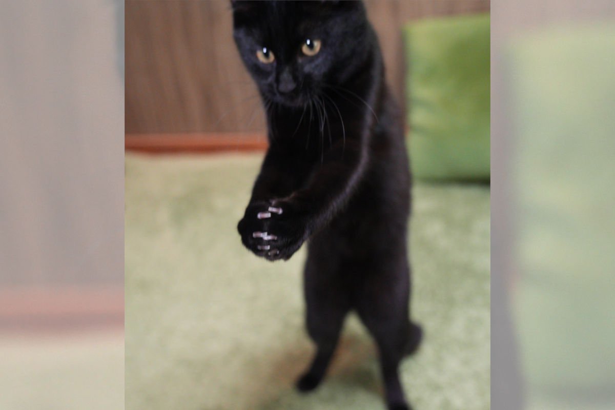 『バレーボールする黒猫！？』レシーブしているポーズに猫好きメロメロ「いいフォームしてる」