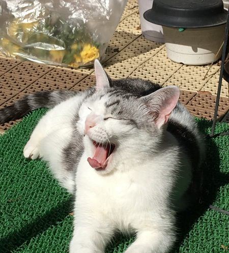 なぜ猫は『日向ぼっこ』をするのが好きなの？