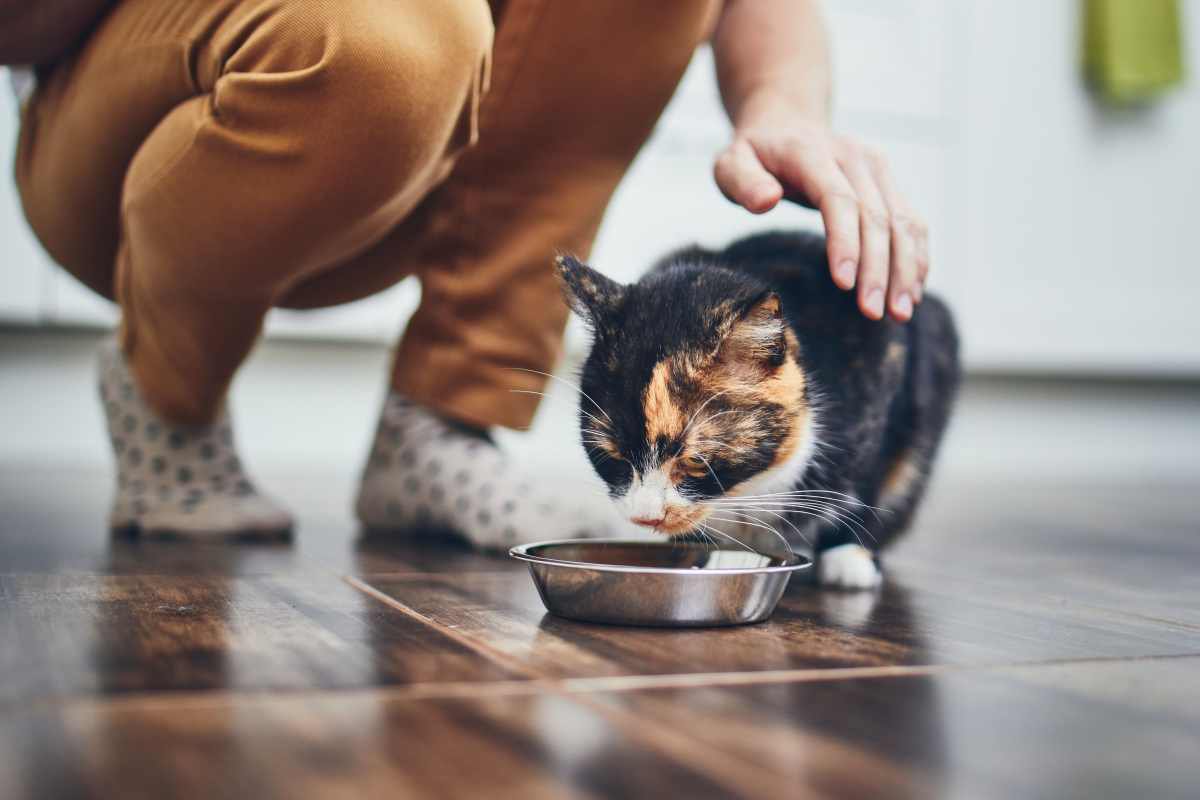 猫が短命になる『ご飯の与え方』3つ　理由と注意するべきポイントとは
